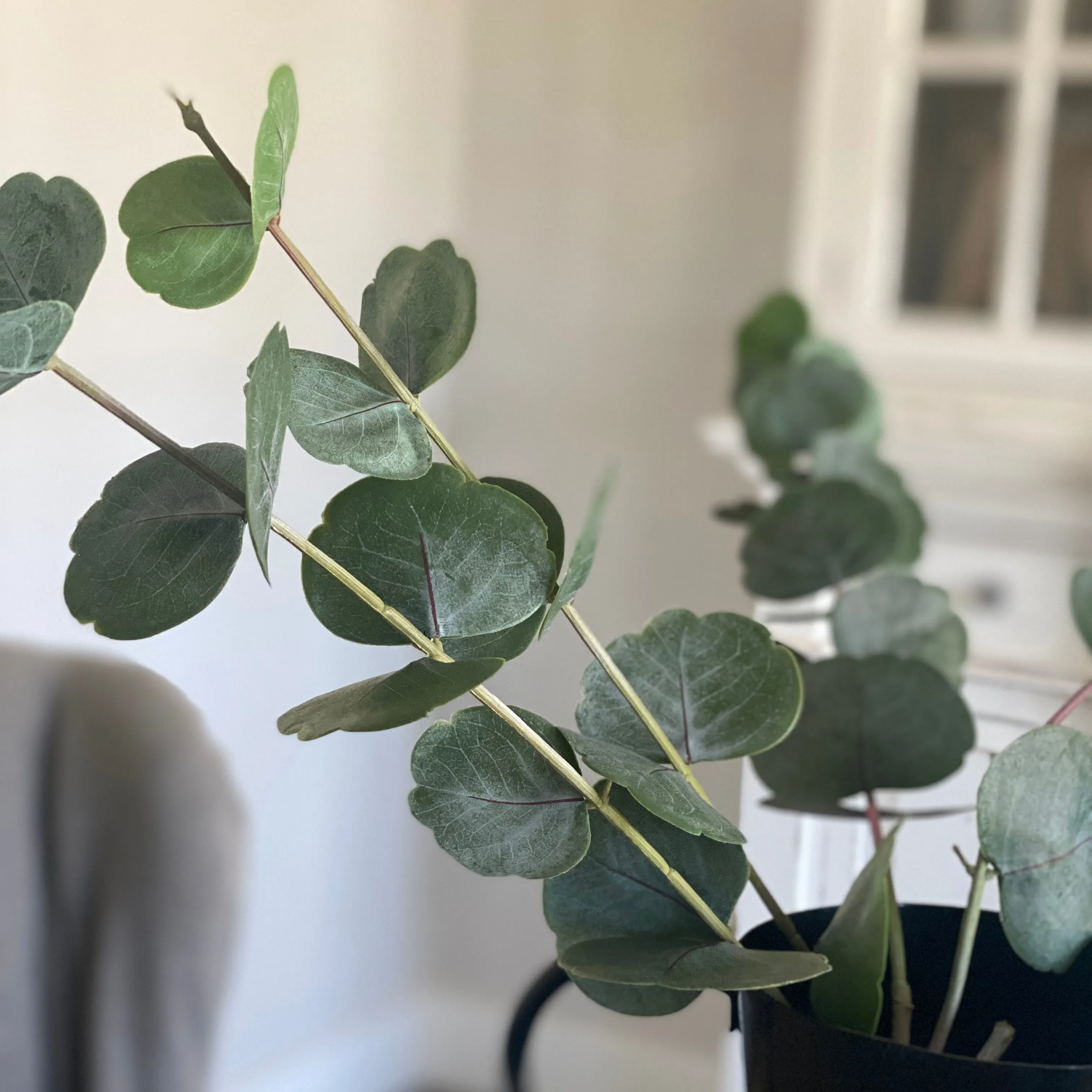 Cotinus Leaf Spray