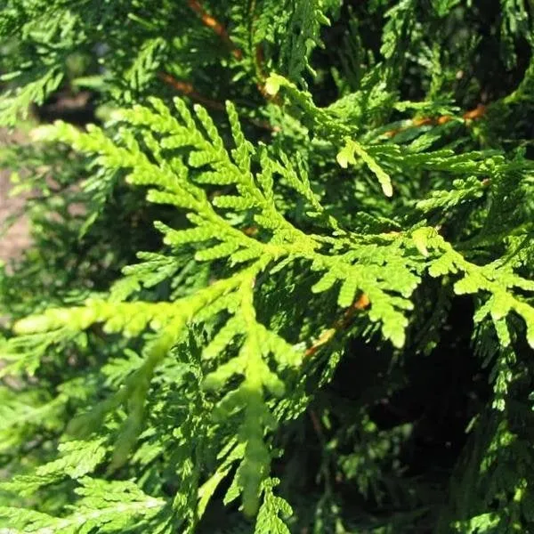 Green Giant Arborvitae