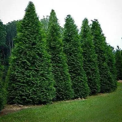 Green Giant Arborvitae