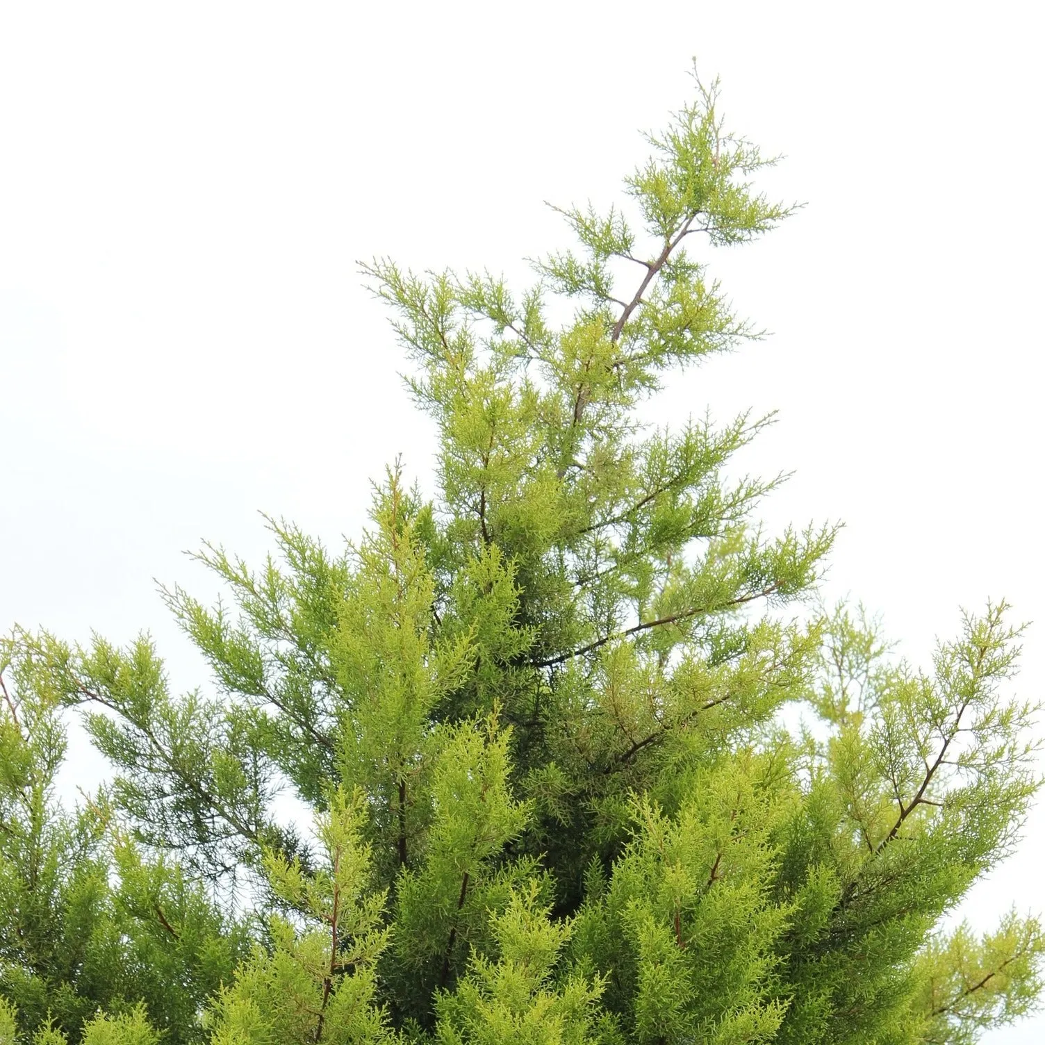 Green Giant Arborvitae